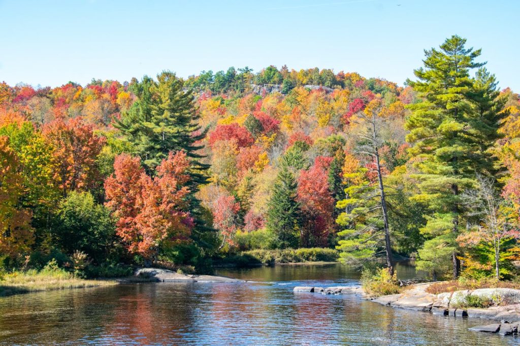 River in a Forest in Fall