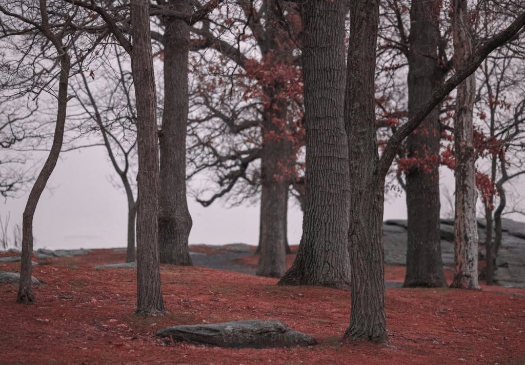 Tall Trees in the Park
