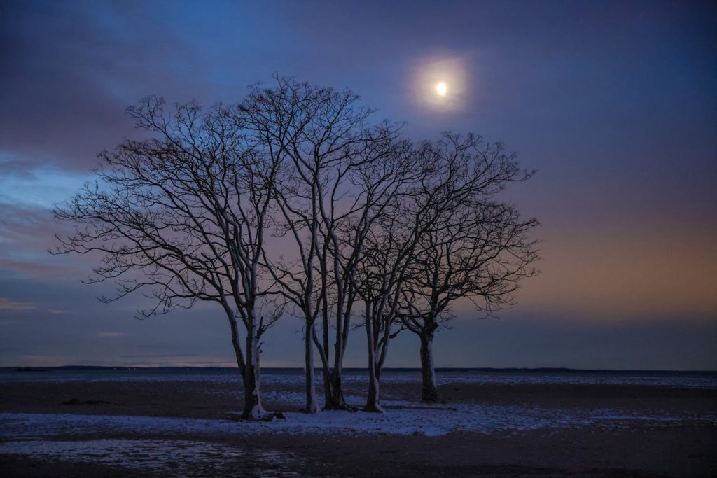 Trees and Sun Behind Overcast Sky