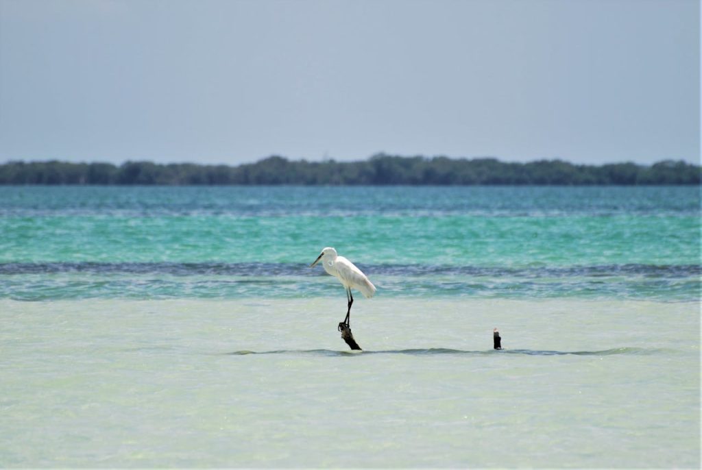 White Egret in Turquoise Waters of Isla Holbox