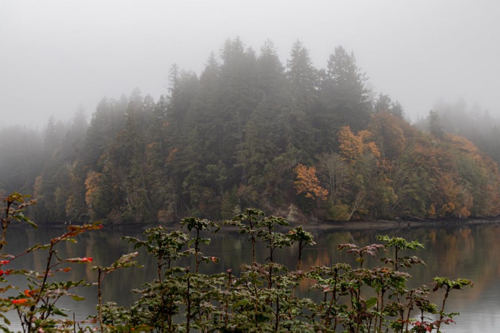 Foggy Autumn Scene at Olympia, Washington