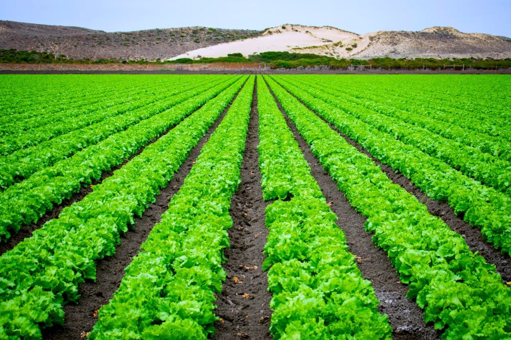 Lettuce Planted in an Agricultural Field
