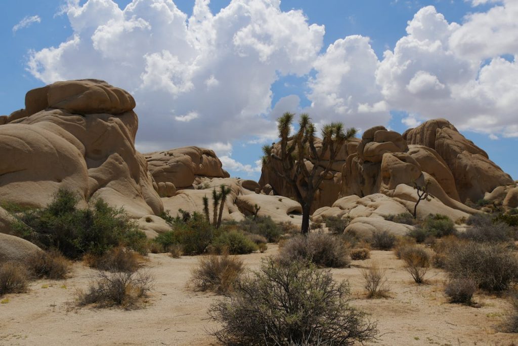 Scenic Joshua Tree National Park Landscape

