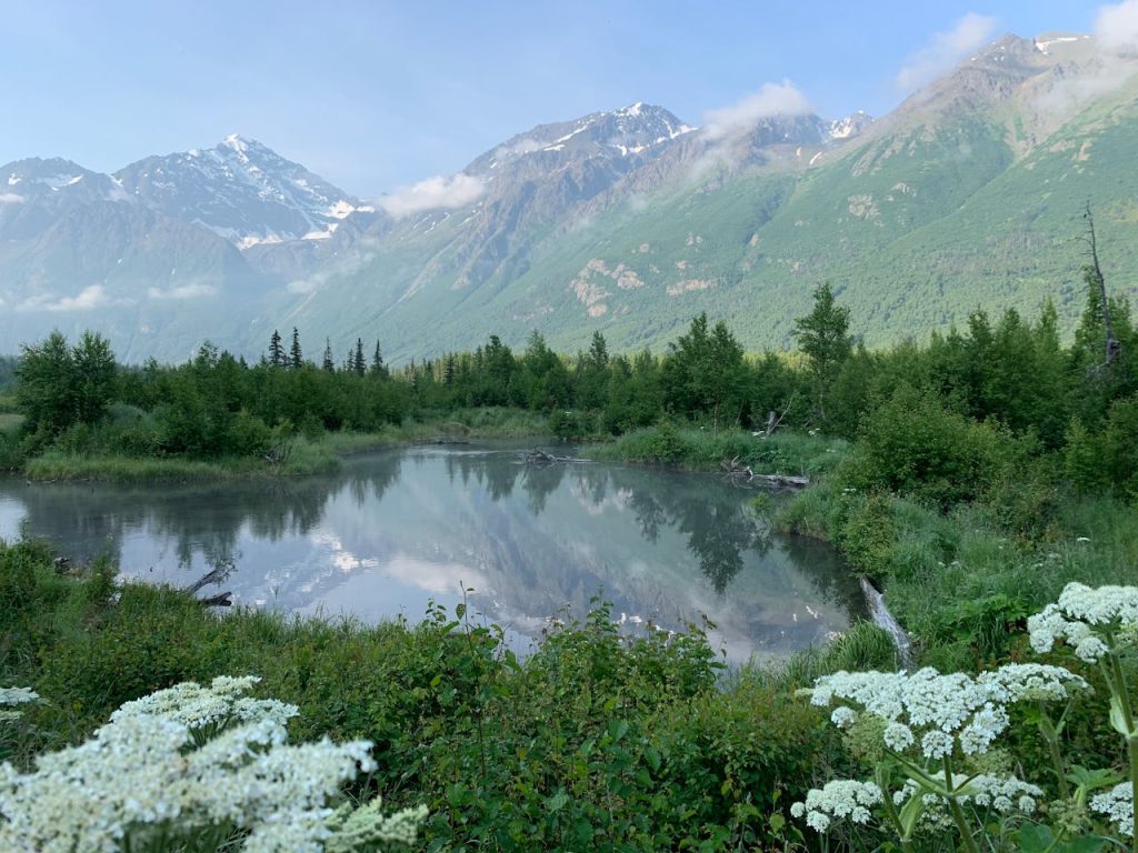 Green Trees Near Lake
