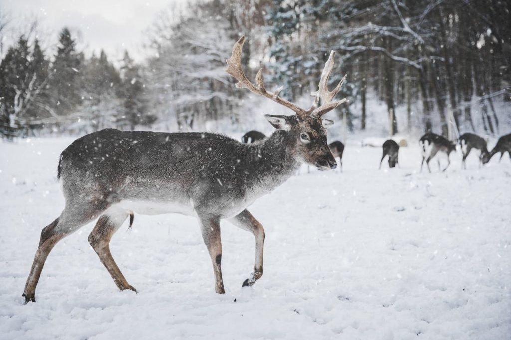 Close-up of a reindeer in a snowy pen