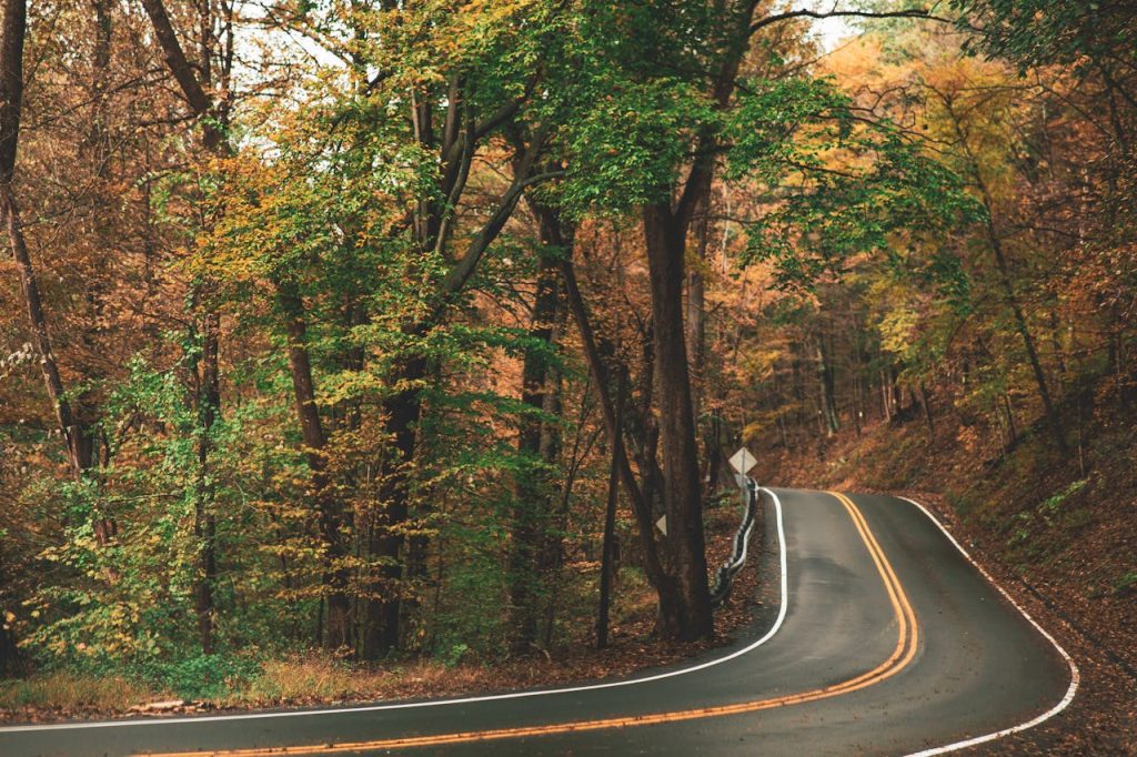 Gray Concrete Roadway Beside Green and Brown Leafed Trees