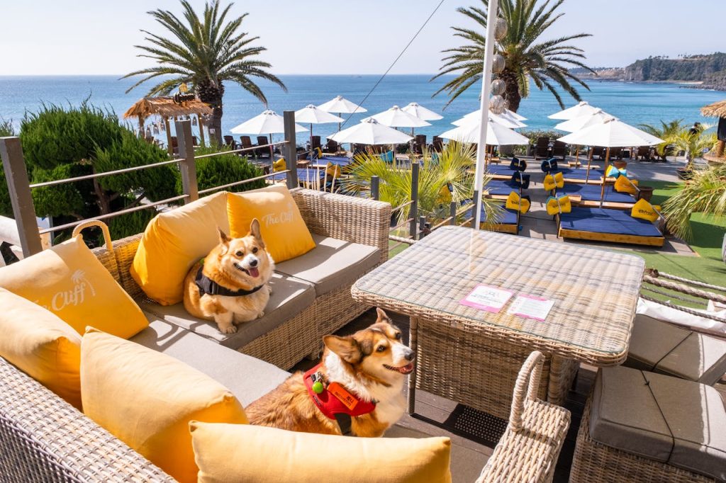 Pet-Friendly Travel Options