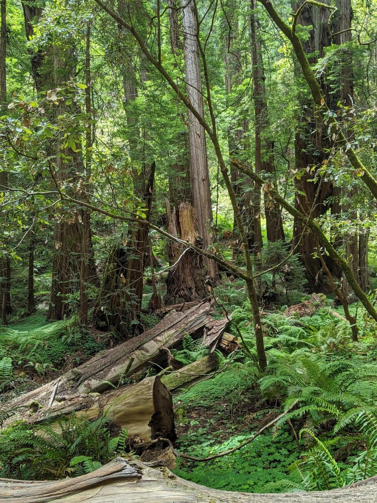 Muir Woods, California