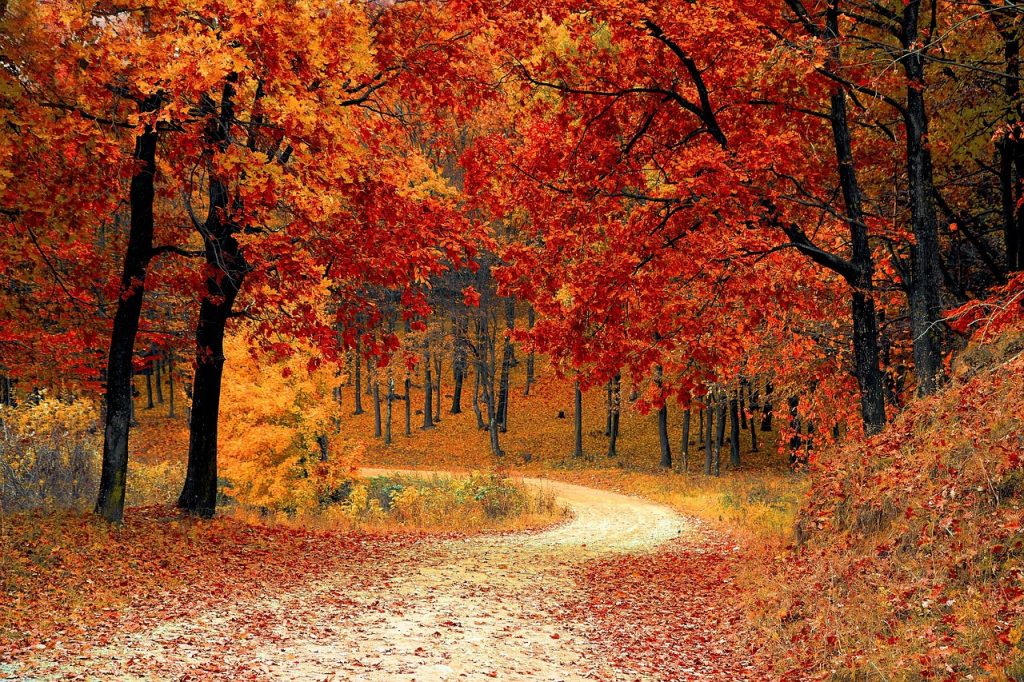 Road, Forest, Fall image.