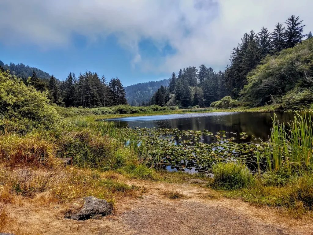 Redwood National And State Parks, California