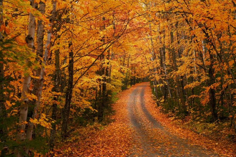 Affordable Road Trips That Showcase America’s Best Fall Colors.