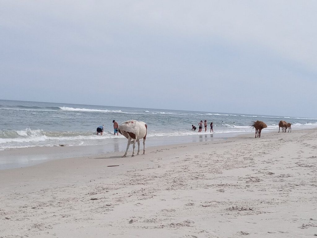 13 U.S. Beaches With Strangely Strict Rules You Must Follow – Her Life Adventures Assateague Island Maryland