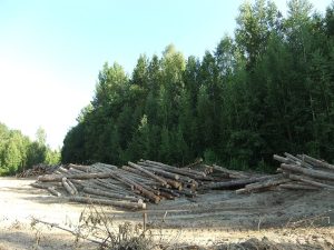 Northern Maine Woodlots And Lakeside Cabins