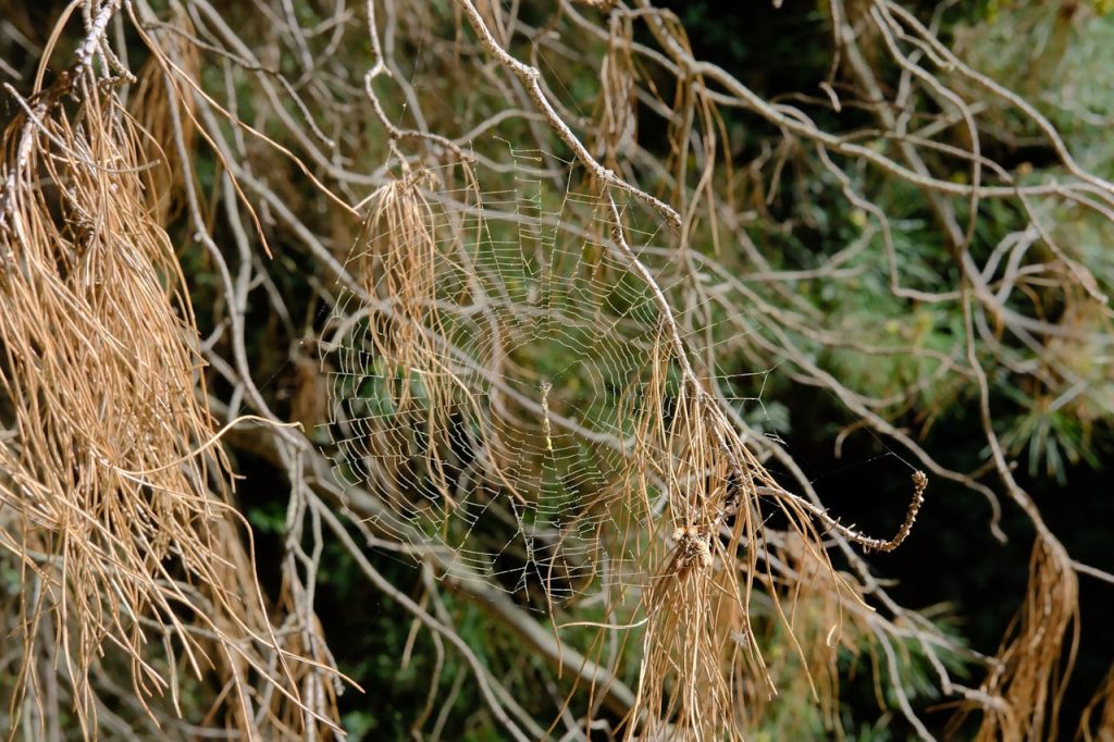 Ukraine’s Spider Web Ornaments