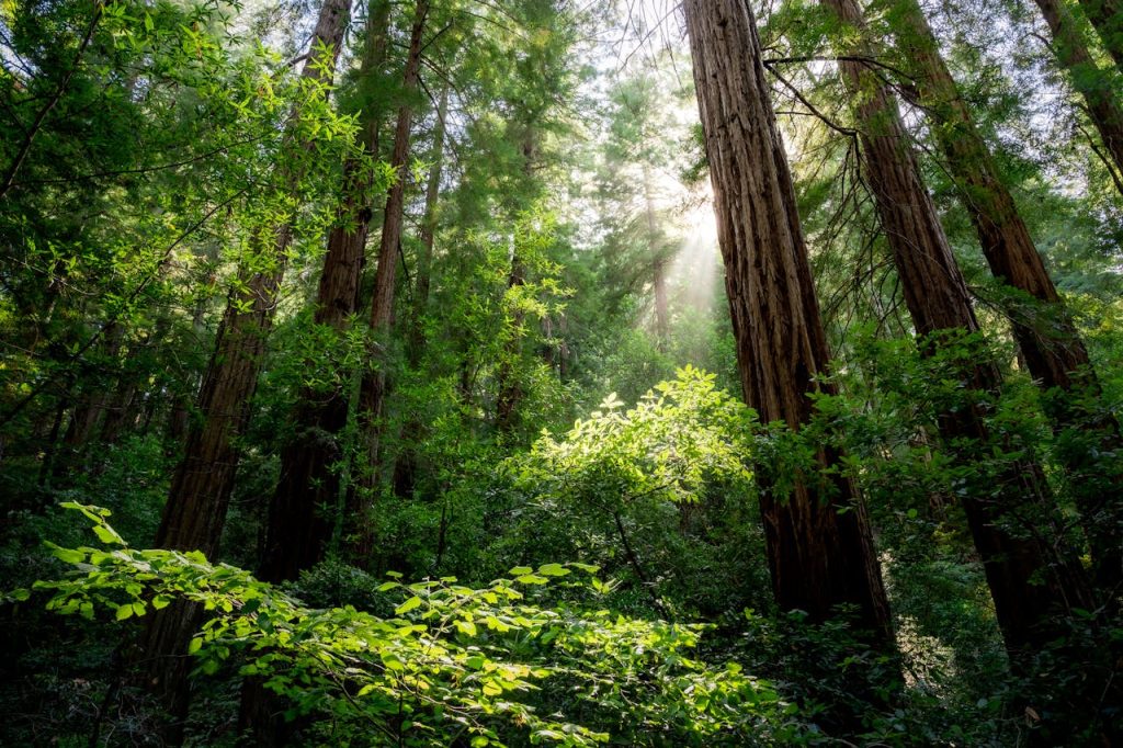 Muir Woods Parking And Shuttle Reservations, California