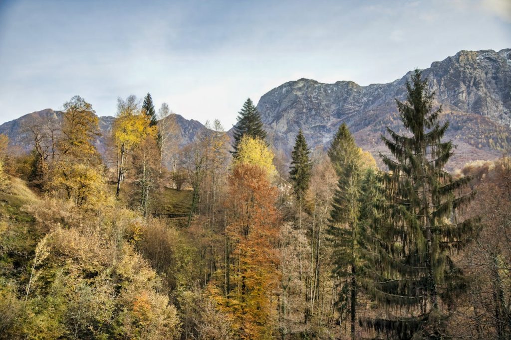 Leaf Peeping Guarantees Peak Color