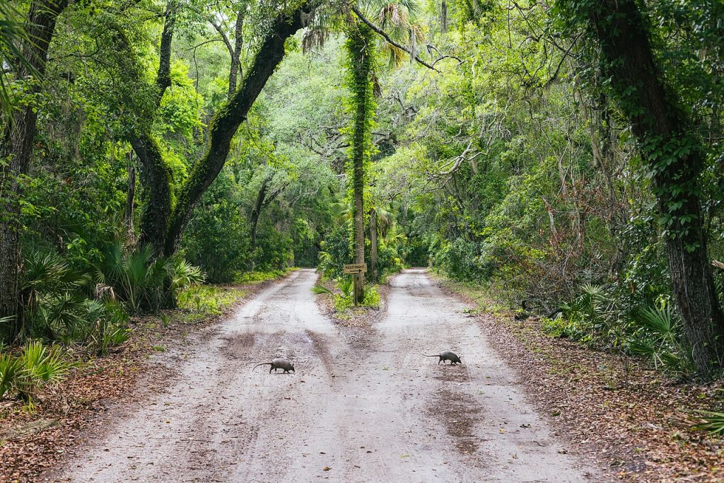Cumberland Island, Georgia