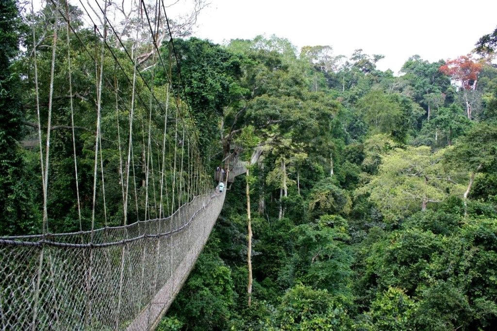 Kakum National Park Canopy Walkway In Ghana