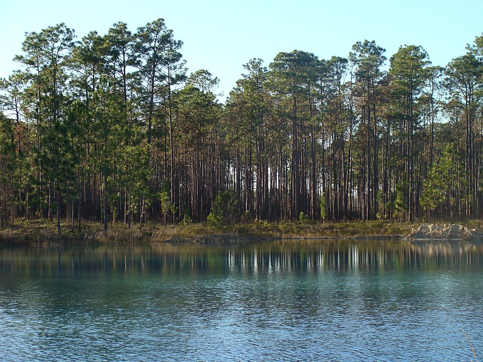 Forest Roads Through Apalachicola National Forest