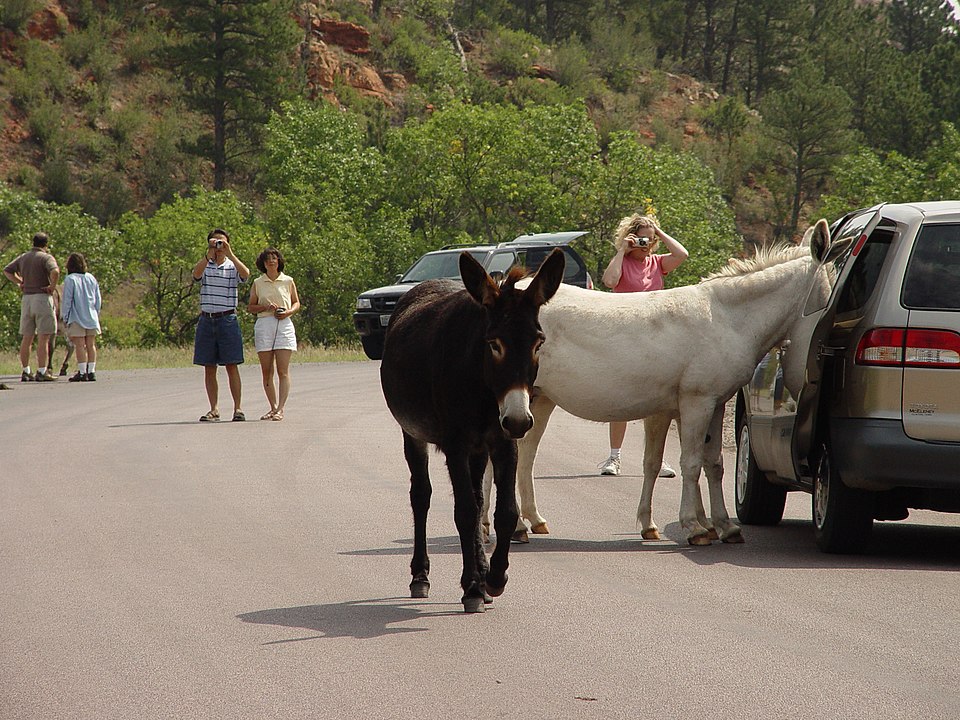 9 U.S. Routes Through the Black Hills That Feel Realistic About Winter Energy – Her Life Adventures Custer State Park Wildlife Loop Scenic Byway