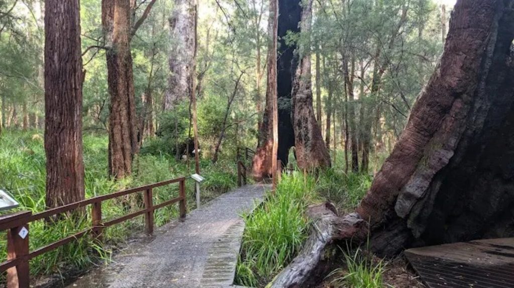 Valley Of The Giants In Australia