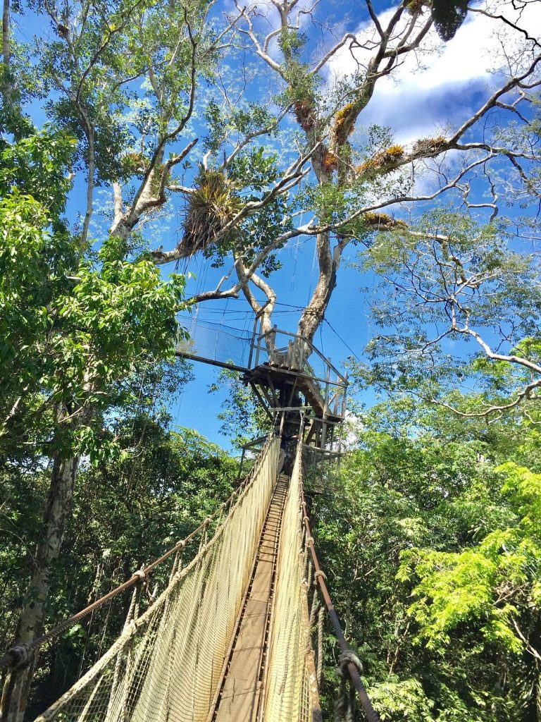 Amazon Research Center Canopy Walkway In Peru