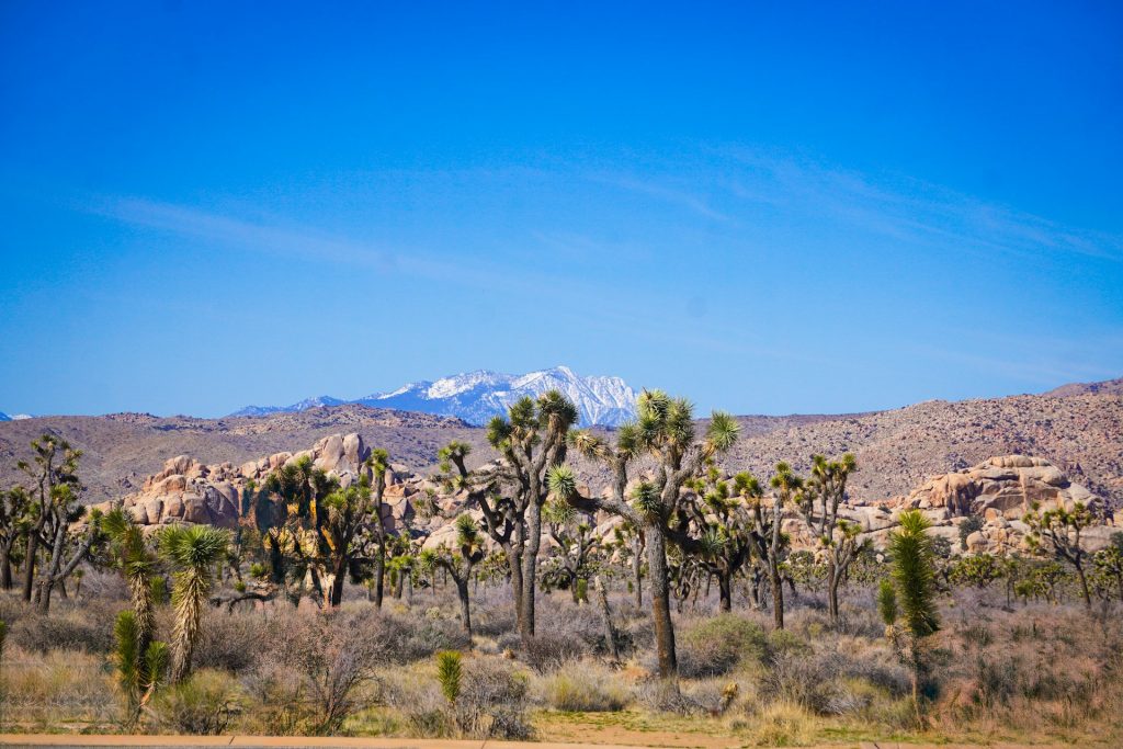 Desert Minimalism In Joshua Tree, California