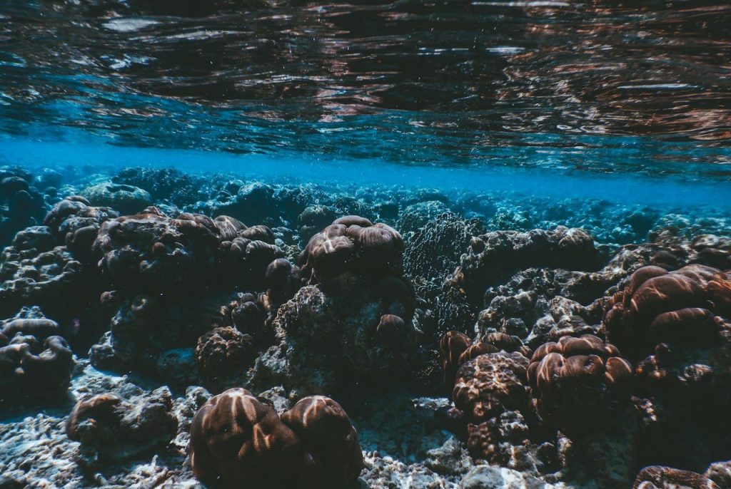 Maldives House Reefs