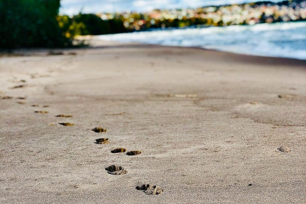 Animal Tracks That Turn Walking Into Reading