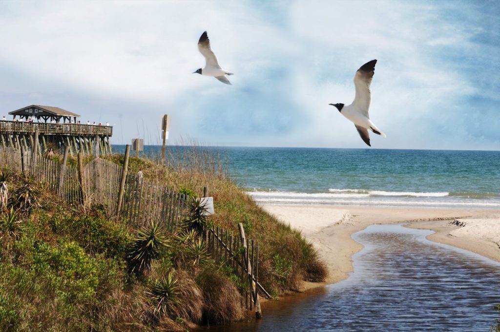 Birds Flying Over the Shore with Wild Plants in Virginia Beach, VA, United States