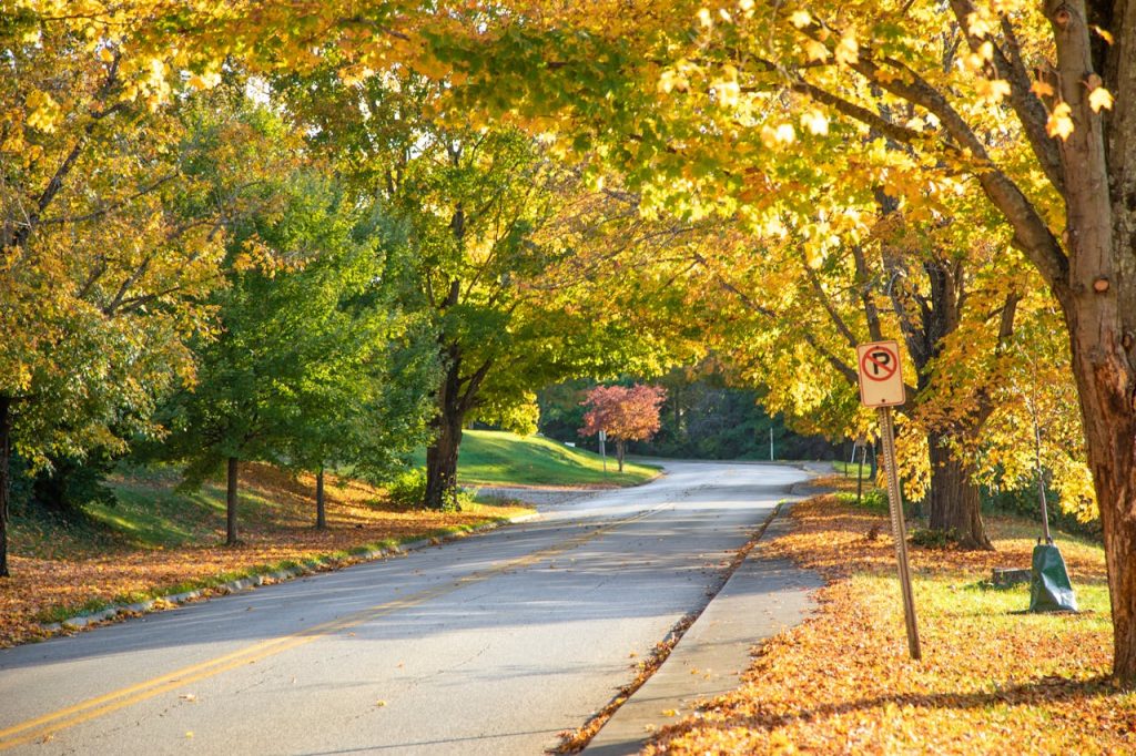 Concrete Road between Autumn Trees