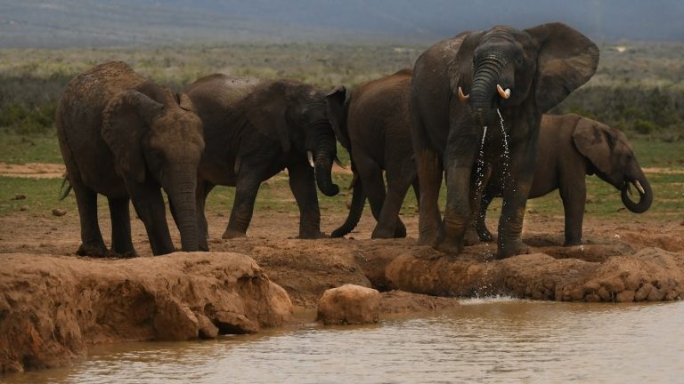 Elephants Standing Near the Pond