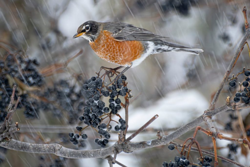 Winter Birds Along Cottonwoods And Sycamores