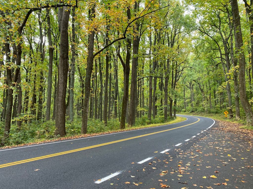 Road through Forest with Lush Foliage, Front Royal, VA, United States