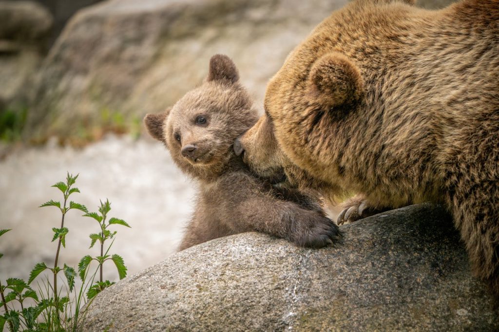 Heartwarming Brown Bear Mother and Cub Interaction