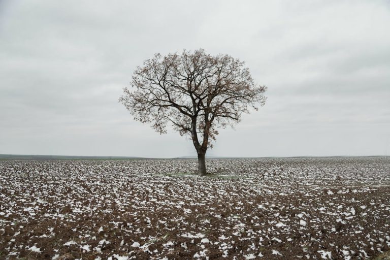 Solitary Tree in Snow-dotted Winter Field