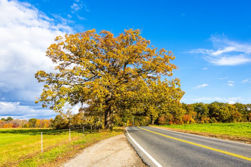 Green Trees Along and Asphalt Road
