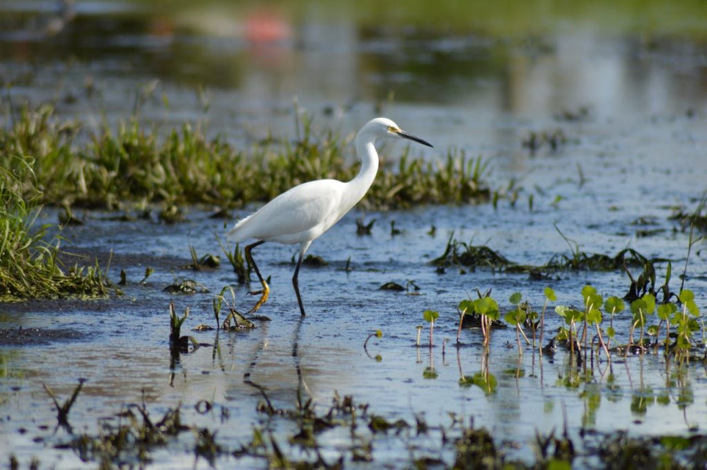 Lake Okeechobee, Florida