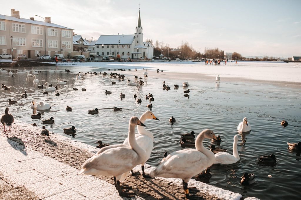 Geese on a Paved Sidewalk Near a Pond