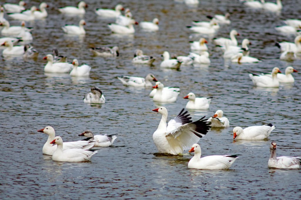 White Geese on the Water, Lancaster, PA, United States
