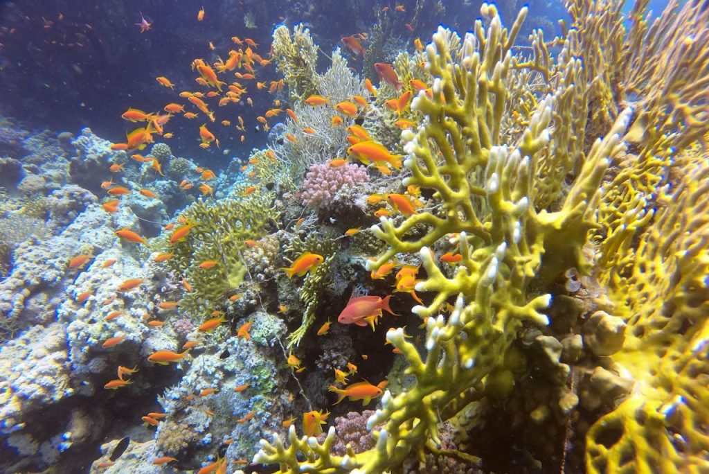 Red Sea Reefs, Egypt