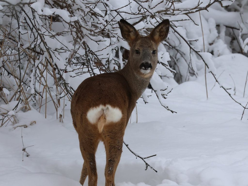 Roe Deer in Snowy Stockholm Landscape in Sweden