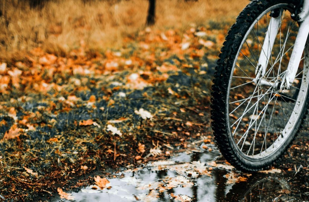 Park Paths Littered With Leaves