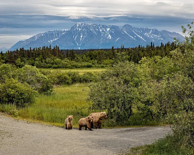Brooks Camp Campground In Alaska