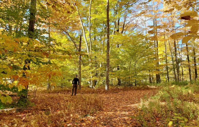 Cabin Stillness In The Catskills, New York