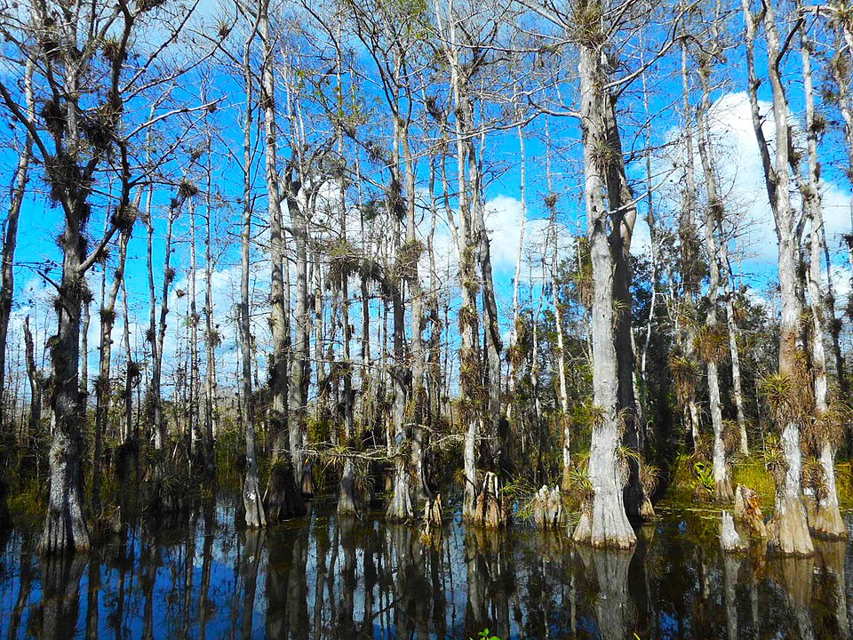 Big Cypress National Preserve In Florida
