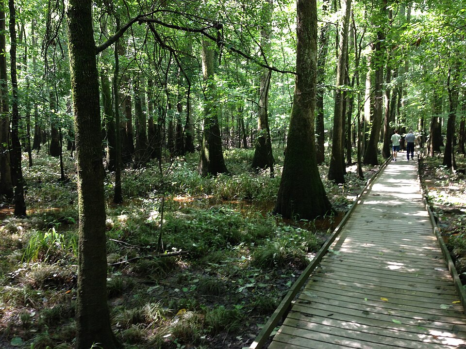 Congaree Boardwalk Loop, South Carolina