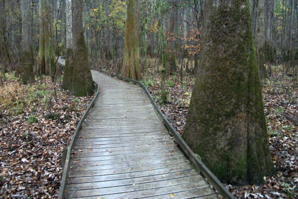 Congaree National Park, South Carolina