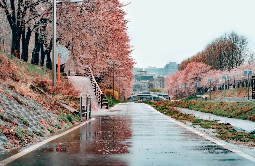 সিউল: প্যালেস বেল্ট থেকে ইভনিং মার্কেট পর্যন্ত