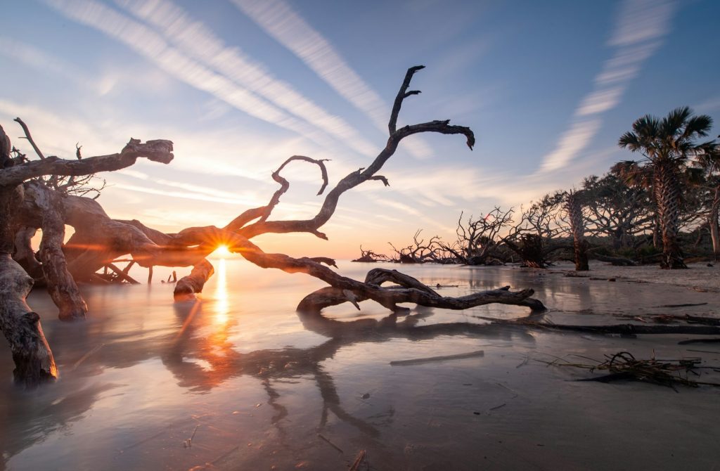 8. Driftwood Beach, Georgia